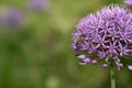 Close up of the flower of purple allium. A bee hangs on the side of the flower. The background is green with a few purple polka Royalty Free Stock Photo