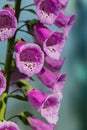 Close-up of the flower of the purple Foxglove Royalty Free Stock Photo