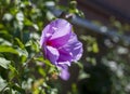 Close-up flower of a purple Hibiscus Royalty Free Stock Photo