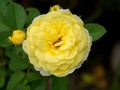 Close up yellow rose flower Royalty Free Stock Photo