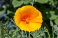 Close-up of a flower scientific name Eschscholzia Californica on a meadow. Royalty Free Stock Photo