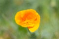 Close-up of a flower scientific name Eschscholzia Californica on a meadow. Royalty Free Stock Photo