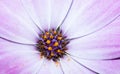 Close up of a flower