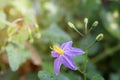 Flower of Solanum Trilobatum Linn in organic herb garden