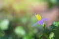 Flower of Solanum Trilobatum Linn in organic herb garden