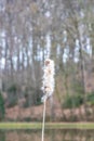 Close-up of the flower spike going to seed of Typha latifolia or Broadleaf Cattail Royalty Free Stock Photo