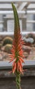 Close up of a flower stalk of an Aloe sheilae plant Royalty Free Stock Photo