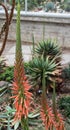 Close up of a flower stalk of an Aloe sheilae plant Royalty Free Stock Photo