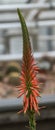 Close up of a flower stalk of an Aloe sheilae plant Royalty Free Stock Photo