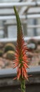 Close up of a flower stalk of an Aloe sheilae plant Royalty Free Stock Photo