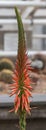 Close up of a flower stalk of an Aloe sheilae plant Royalty Free Stock Photo