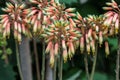 Close up of a flower stalk of an Aloe sheilae plant