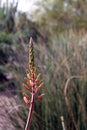 Close up of small flower buds on an Aloe sheilae plant in the Arizona desert Royalty Free Stock Photo