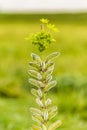 Wild perennial lupine, Lupinus perennis Royalty Free Stock Photo