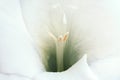 Close-up of a flower on a stem of beautiful gladioli on a white background - macro.