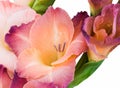 Close-up of a flower on a stem of beautiful gladioli on a white background