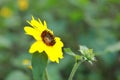 Close-up flower sunflower Daisy with yellow petal in a garden outdoor sunshine day Royalty Free Stock Photo