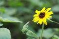 Close-up flower sunflower Daisy with yellow petal in a garden outdoor sunshine day Royalty Free Stock Photo