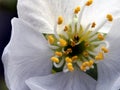 Close-up of flower of sweet cherry, Prunus avium, with white flower cups and yellow pollen, ultra macro