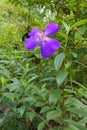 Tibouchina semidecandra Royalty Free Stock Photo