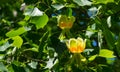 Close up of flower of Tulip tree Liriodendron tulipifera on branch in Arboretum Park Southern Cultures in Sirius Sochi. Royalty Free Stock Photo