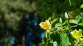 Close up of flower of Tulip tree Liriodendron tulipifera on branch in Arboretum Park Southern Cultures in Sirius Sochi. Royalty Free Stock Photo