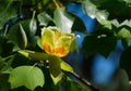 Close up of flower of Tulip tree Liriodendron tulipifera, Tuliptree in Arboretum Park Southern Cultures in Sirius Royalty Free Stock Photo