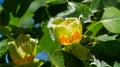 Close up of flower of Tulip tree Liriodendron tulipifera, Tuliptree in Arboretum Park Southern Cultures in Sirius Adler Royalty Free Stock Photo