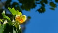 Close up of flower of Tulip tree Liriodendron tulipifera, Tuliptree in Arboretum Park Southern Cultures in Sirius Adler Royalty Free Stock Photo