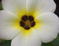 Close up flower Turnera subulata tropical flower, yellow and white flowers Royalty Free Stock Photo