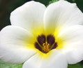 Close up flower Turnera subulata tropical flower, yellow and white flowers Royalty Free Stock Photo