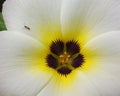 Close up flower Turnera subulata tropical flower, yellow and white flowers Royalty Free Stock Photo