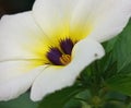 Close up flower Turnera subulata tropical flower, yellow and white flowers Royalty Free Stock Photo