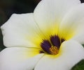 Close up flower Turnera subulata tropical flower, yellow and white flowers Royalty Free Stock Photo