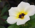 Close up flower Turnera subulata tropical flower, yellow and white flowers Royalty Free Stock Photo