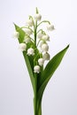 A close up of a flower in a vase, isolated lily of the valley flowers