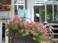 Close up flower in Vintage bicycle basket Royalty Free Stock Photo