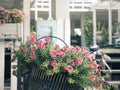 Close up flower in Vintage bicycle basket Royalty Free Stock Photo