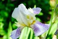 Close-up of the flower violet white iris in the garden. Royalty Free Stock Photo