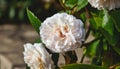 Close-up on a flower in a wild white rose bush Royalty Free Stock Photo