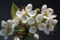 A close up of a flower with the word cherry isolated on white background