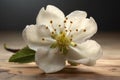 A close up of a flower with the word cherry isolated on white background