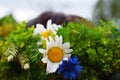 Close up of flower wreath