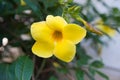 Close up of a flower of yellow allamanda, also known as golden trumpet