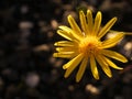 Close-up on a flower with yellow petals called Senecio inaequidens which grows in autumn. Photo with a black background