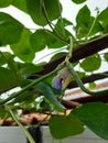 Close up of the flower and young yard long beans Royalty Free Stock Photo