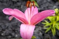 Pink lily close-up