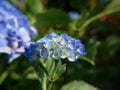 Close up of flowerhead of blue hydrangea macrophylla. hortensia flowers Royalty Free Stock Photo