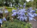 Agapanthus 'Dr. Brouwer' Royalty Free Stock Photo