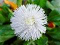 English daisy flowerhead white bloom topview